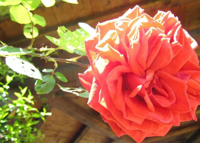 Il Casale Dell'ara Delle Rose