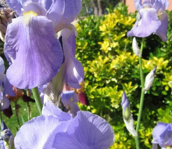 Frühstückspension Il Casale Dell'ara Delle Rose