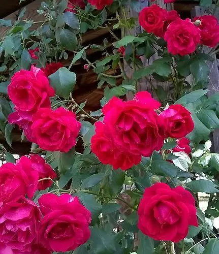 Il Casale Dell'ara Delle Rose Rom